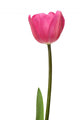 pink tulip Wall Decal