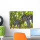 Grapes Vine Wall Mural