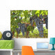 Grapes Vine Wall Mural