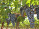 Grapes Vine Wall Mural
