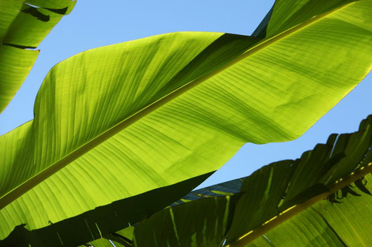 Palm Leaf Wall Mural