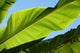 Palm Leaf Wall Mural