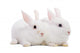 Two white rabbits Wall Decal