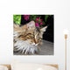 Maine Coon Wall Mural