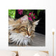 Maine Coon Wall Mural