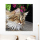 Maine Coon Wall Mural