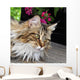 Maine Coon Wall Mural