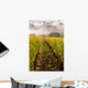 Row Vineyard Fall Wall Decal