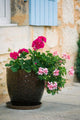 Geraniums