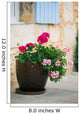 Geraniums