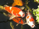 Fish Soup