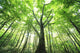 Green Leaves