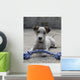 Chien