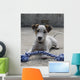 Chien