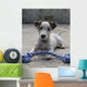 Chien