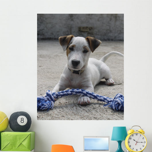 Chien