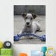 Chien