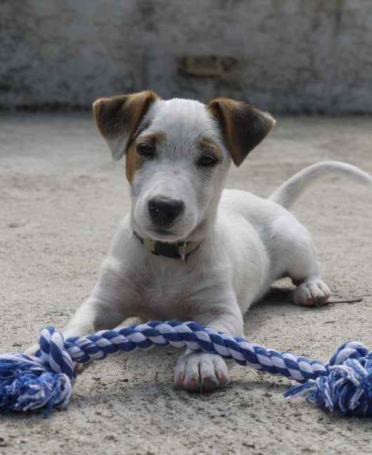 Chien