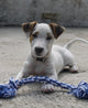 Chien
