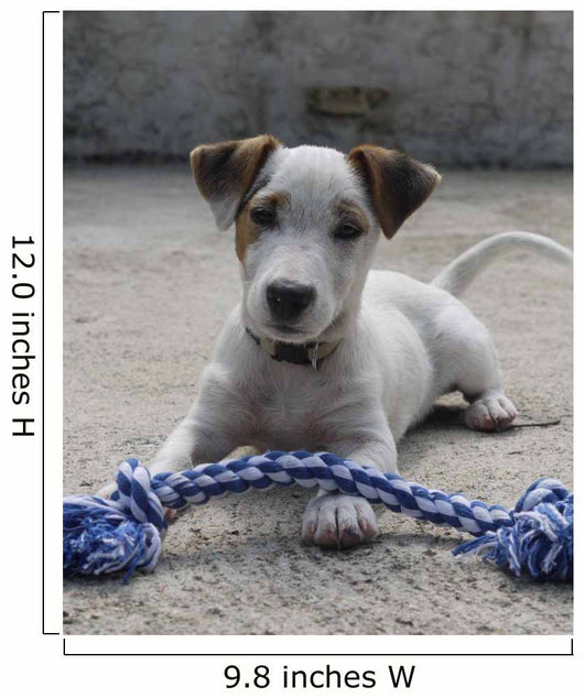 Chien