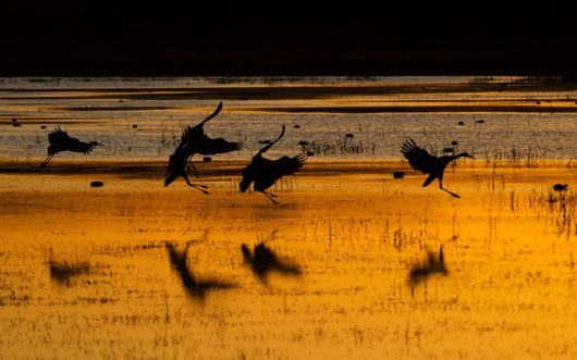 sandhill cranes at sunset Wall Mural