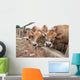 Three Jersey Cows