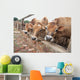 Three Jersey Cows