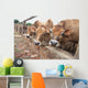 Three Jersey Cows