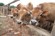 Three Jersey Cows