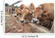 Three Jersey Cows