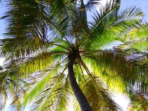Coconut Tree Wall Decal
