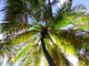 Coconut Tree Wall Decal