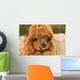brown alpaca Wall Mural