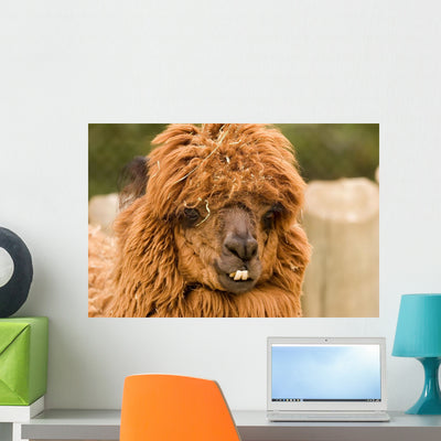 Brown Alpaca Wall Mural shown on a wall