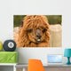 brown alpaca Wall Mural