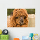 brown alpaca Wall Mural