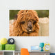brown alpaca Wall Mural