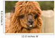 brown alpaca Wall Mural