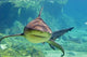 Approaching Shark Wall Mural
