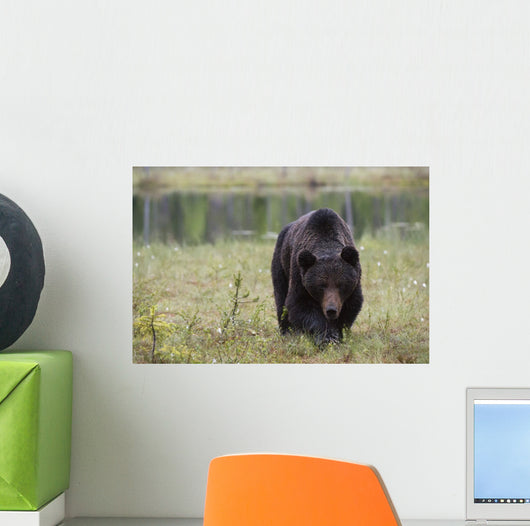 European Brown Bear Ursus Wall Mural