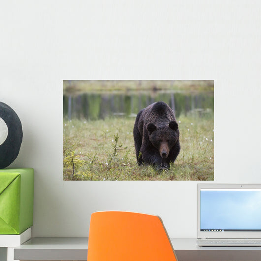 European Brown Bear Ursus Wall Mural