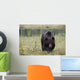 European Brown Bear Ursus Wall Mural