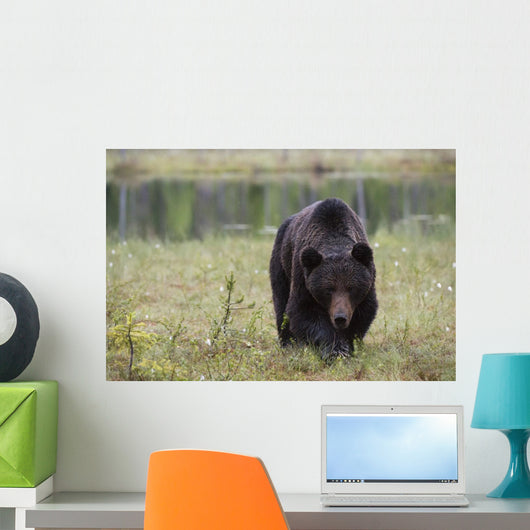 European Brown Bear Ursus Wall Mural
