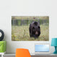 European Brown Bear Ursus Wall Mural