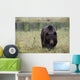 European Brown Bear Ursus Wall Mural