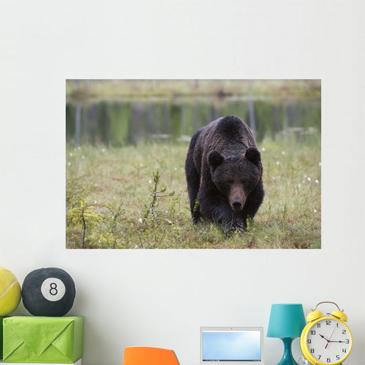 European Brown Bear Ursus Wall Mural