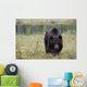 European Brown Bear Ursus Wall Mural