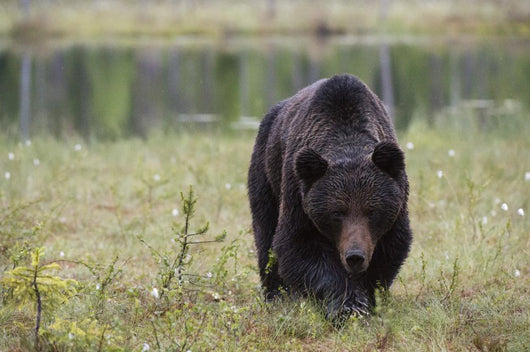 European Brown Bear Ursus Wall Mural