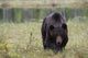 European Brown Bear Ursus Wall Mural