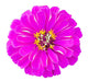Zinnia Wall Decal
